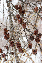 Cones in the ice crust in winter