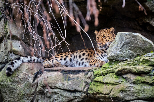 Amurleopard ( Panthera pardus orientalis ).