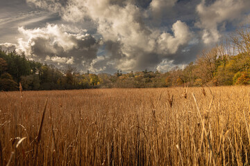 Captures from along the Tresillian river, Cornwall © Andy