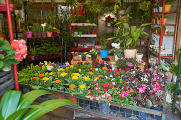 Fototapeta na wymiar Diverse range of flowers in the nursery