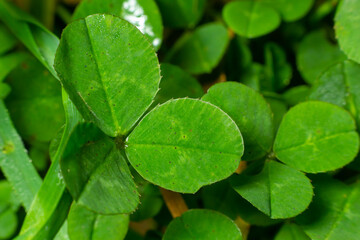 Fototapeta na wymiar Lucky Irish Four Leaf Clover in the Field for St. Patricks Day holiday symbol. with three-leaved shamrocks