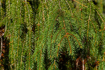 Green spruce branches as a textured background. Green spruce, white spruce or Colorado blue spruce