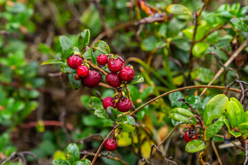 Vaccinium vitis-idaea lingonberry, partridgeberry, or cowberry is a short evergreen shrub in the heath family that bears edible fruit