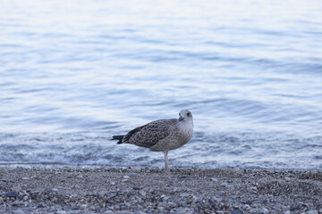 White and grey seagull on pebbles sea shore