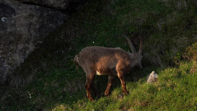 Alpine ibex is feeding on the mountains meadow. Ibex in Switzerland Alps. Brown wild goat with big horns on the grazing. European spring nature. 
