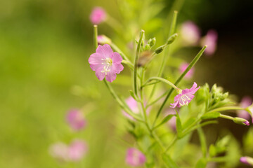 Hairy willowherb Epilobium hirsutum