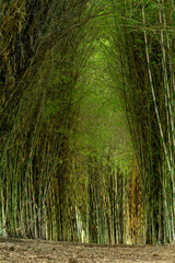 Fototapeta na wymiar Tropical bamboo tunnel in Colombia. - stock photo