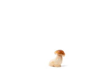 Single brown cap Boletus Edulis isolated on white background. Raw edible mushroom. Nobody