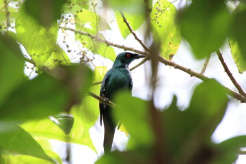 Asian Glossy Starling on the tree tops