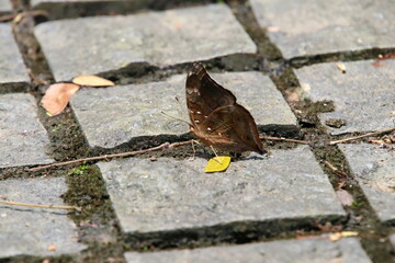 Autumn Leaf Butterfly on the ground under the sun