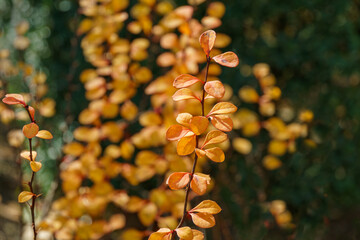 Elegant barberry Berberis thunbergii Erecta branch with yellow and golden autumn leaves on blurry...