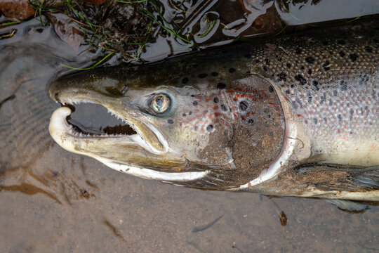 Large Atlantic salmon laying on the river shore. Dead fish washed out in the river after spawning