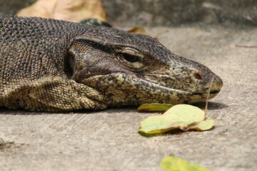Malayan Water Monitor Sunbathing on a pavement