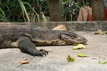 Malayan Water Monitor Sunbathing on a pavement