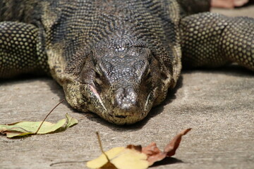 Malayan Water Monitor Sunbathing on a pavement