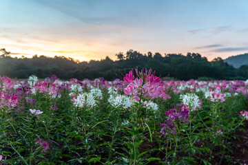 Fototapeta premium Colorful Spider flowers garden in the morning..colorful flowers planted in a large fields on the hill. cosmos flowers .are blooming in winter