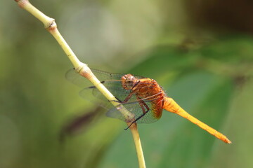 Scarlet Skimmer Dragonfly on a stem or leaf