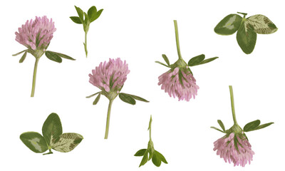 Red clover leaves and buds seamless pattern isolated on white background
