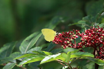Common Grass Yellow Butterfly on a flower