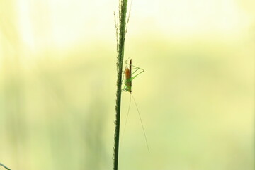 Green Grasshopper on a stem