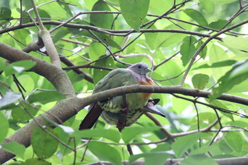 Pink necked green pigeon on a tree
