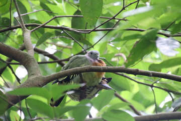 Pink necked green pigeon on a tree