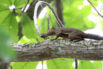 Plantain Squirrel in a reserve