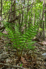Obraz premium Fern is a member of a group of vascular plants that reproduce by spores and have neither seeds nor flowers. Medicinal plant