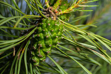 pine tree Green pine cone hanging on fir needles branch. Medicinal plant