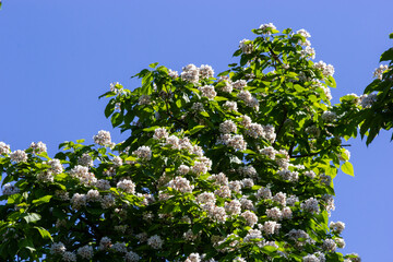 Catalpa tree is a decorative tree used in landscaping due to its showy, fragrant flowers and...