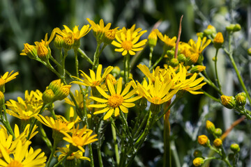 Closeup of many butterflies on a yellow flowering common ragwort or Jacobaea vulgaris plant
