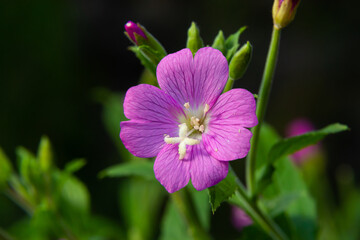 A close-up of a flowering Great willowherb, Epilobium hirsutum on a late summer evening in Estonian nature