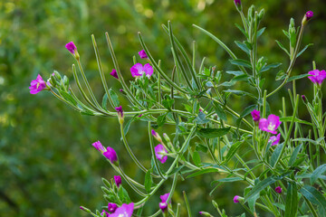 A close-up of a flowering Great willowherb, Epilobium hirsutum on a late summer evening in Estonian nature