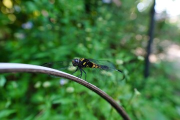 オオシオカラトンボ
