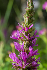 Pink flowers of blooming Purple Loosestrife Lythrum salicaria on the shoreline