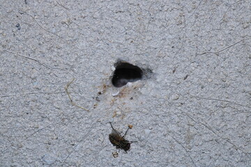 sarcophaga carnaria fly macro photo