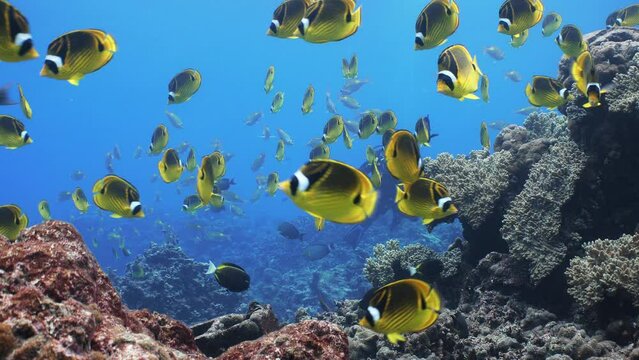 School of Bright yellow tropical fish and SCUBA diver