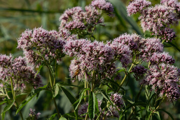 Eupatorium blossoming in a summer garden. Eupatorium cannabinum Local names davnik, hemp dog, dog hemp, etc. is a perennial herbaceous plant of the Asteraceae family