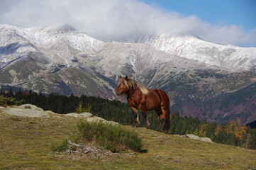 Fototapeta na wymiar Cheval de montagne type Mérens sur fond de montagne en neige des Pyrénées