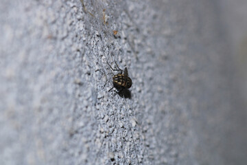 sarcophaga carnaria fly macro photo