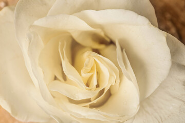 Texture of white rose flower, closeup