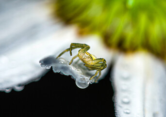 A yellow-green little spider hides under a white daisy petal covered with water droplets