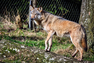 Europäischer Wolf ( Canis lupus ).