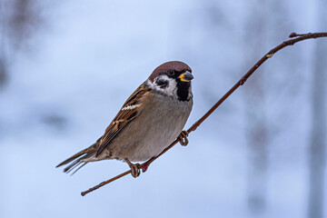 A brown field sparrow sits on the tip of a branch