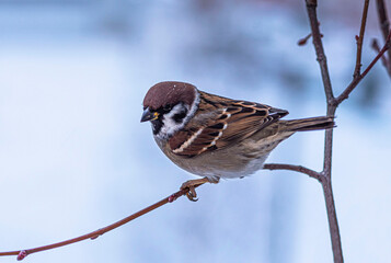 A mottled brown field sparrow sits on a branch of a shrub in winter