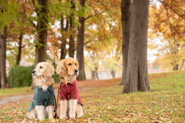 舎人公園／ゴールデンレトニエル