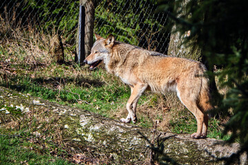 Europäischer Wolf ( Canis lupus ).
