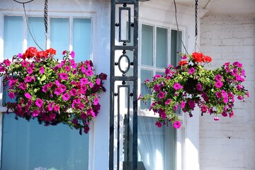 Pretty fuchsias in hanging baskets on the front of a building along the promenade, Sidmouth, Devon, UK, Europe