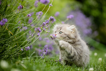 Britisch Langhaarige Kätzchen im Garten spielt im Lavendel