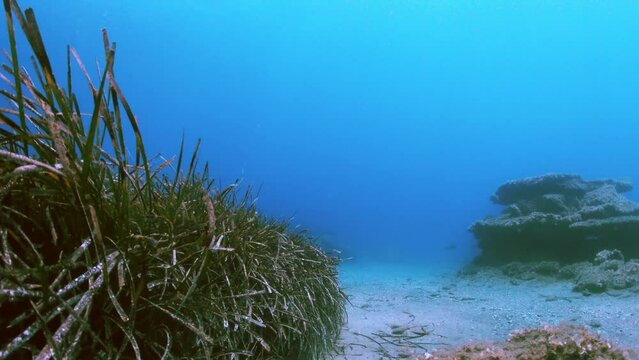 Unterwasser seegras in nahaufnahme, tauchgang durch gr&uuml;ne meereslandschaft, wogende grashalme in der str&ouml;mung, mittelmeer, griechenland, 4k